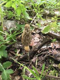 Morchella diminutiva image