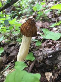 Morchella punctipes image