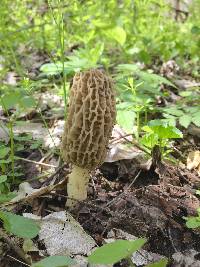 Morchella americana image