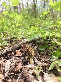 Morchella diminutiva image