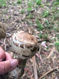 Chlorophyllum brunneum image