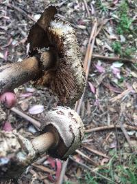 Chlorophyllum brunneum image