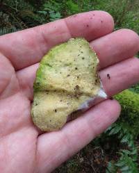 Trametes versicolor image