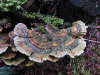 Trametes versicolor image