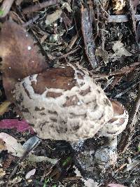 Chlorophyllum brunneum image