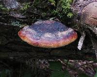 Fomitopsis pinicola image