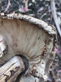 Chlorophyllum brunneum image