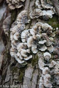 Trametes versicolor image