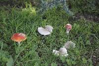 Amanita muscaria image