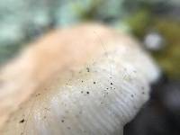 Spinellus fusiger image