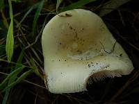 Amanita gemmata image