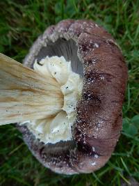 Stropharia rugosoannulata image