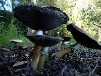 Stropharia rugosoannulata image