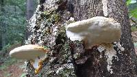 Fomitopsis pinicola image