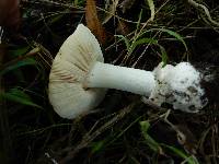 Amanita gemmata image