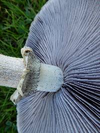 Stropharia rugosoannulata image