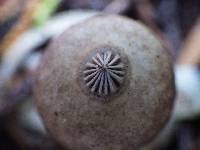 Geastrum tenuipes image