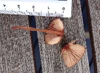 Mycena mariae image