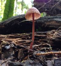 Mycena mariae image