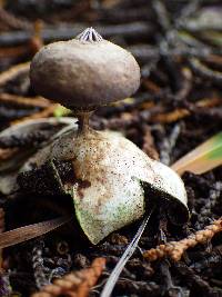 Geastrum tenuipes image