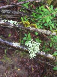 Evernia prunastri image