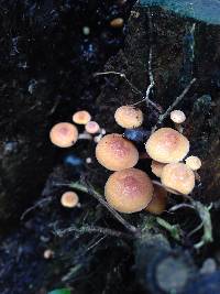 Hypholoma acutum image