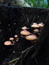 Hypholoma acutum image