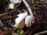 Geastrum tenuipes image