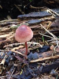 Mycena mariae image