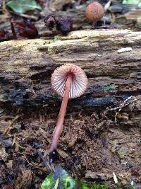 Mycena mariae image