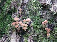 Hypholoma acutum image