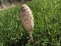 Coprinus comatus image