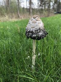 Coprinus comatus image