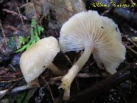 Clitocybe fragrans image