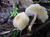 Clitocybe fragrans image