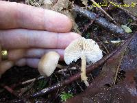 Clitocybe fragrans image