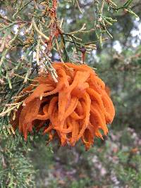 Gymnosporangium juniperi-virginianae image