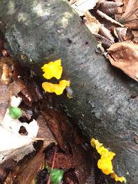 Tremella mesenterica image