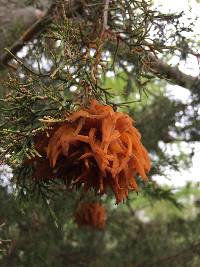 Gymnosporangium juniperi-virginianae image