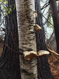 Fomitopsis betulina image