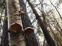 Fomitopsis betulina image