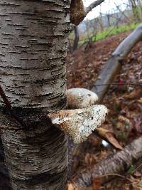 Piptoporus betulinus image