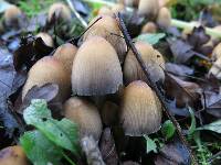 Coprinellus micaceus image