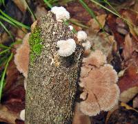 Schizophyllum commune image