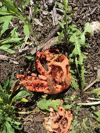 Clathrus ruber image