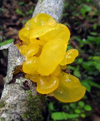 Tremella mesenterica image