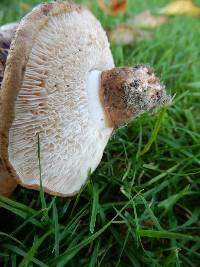 Tricholoma batschii image