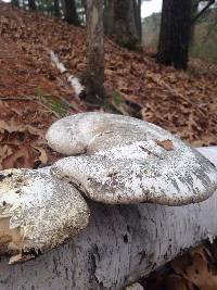 Fomitopsis betulina image