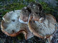 Tricholoma batschii image