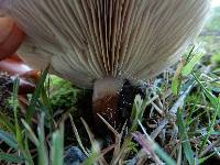 Tricholoma batschii image